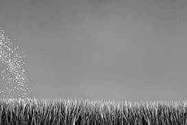 The Grass Is Greener Where You Water It - How effort can make a difference in our lives and relationships